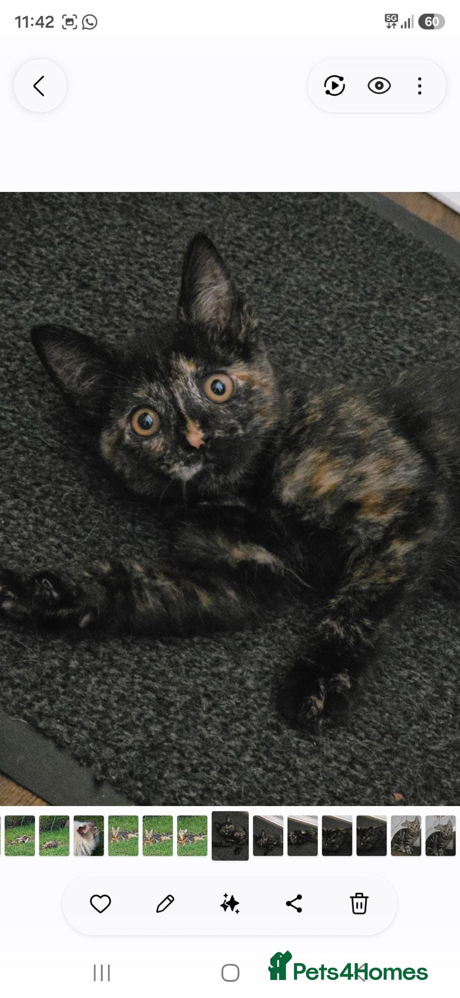 Mixed Breed cats 3 kittens looking for their forever homes - Advert 1