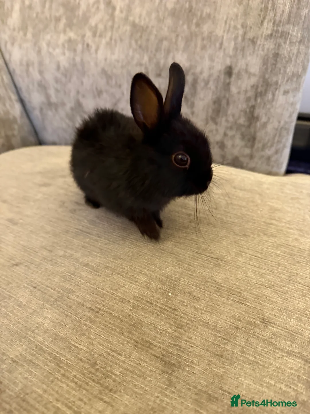 Netherland Dwarf rabbits for sale: Netherland Dwarf Rabbits  - Advert 2
