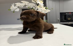 Labrador Retriever dogs for sale: Adorable chunky chocolate Labrador puppies  - Image 6