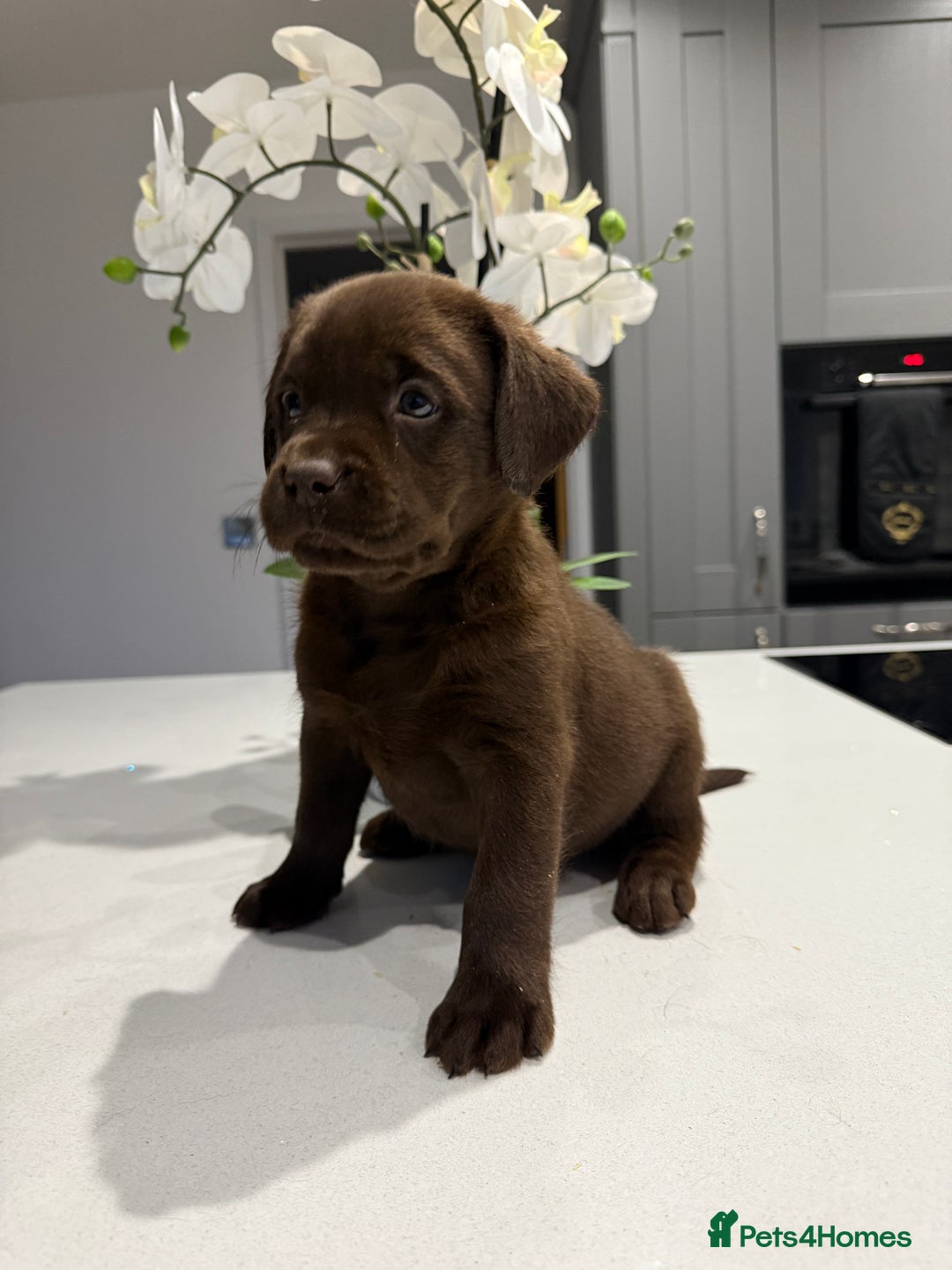Labrador Retriever dogs for sale: Adorable chunky chocolate Labrador puppies  - Image 6