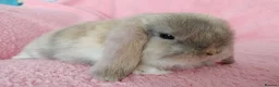 Mini Lop rabbits for sale: Baby mini lops for sale  - Advert 10
