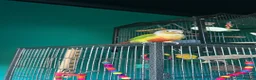 Conures birds for sale: Rio and Kiwi in Durham - Advert 13