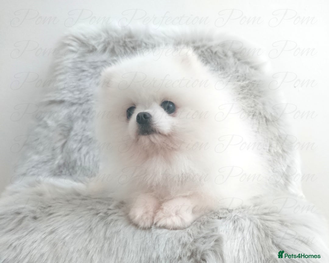 Pomeranian dogs for sale: Gorgeous Teddy bear Pomeranian puppies  - Image 11