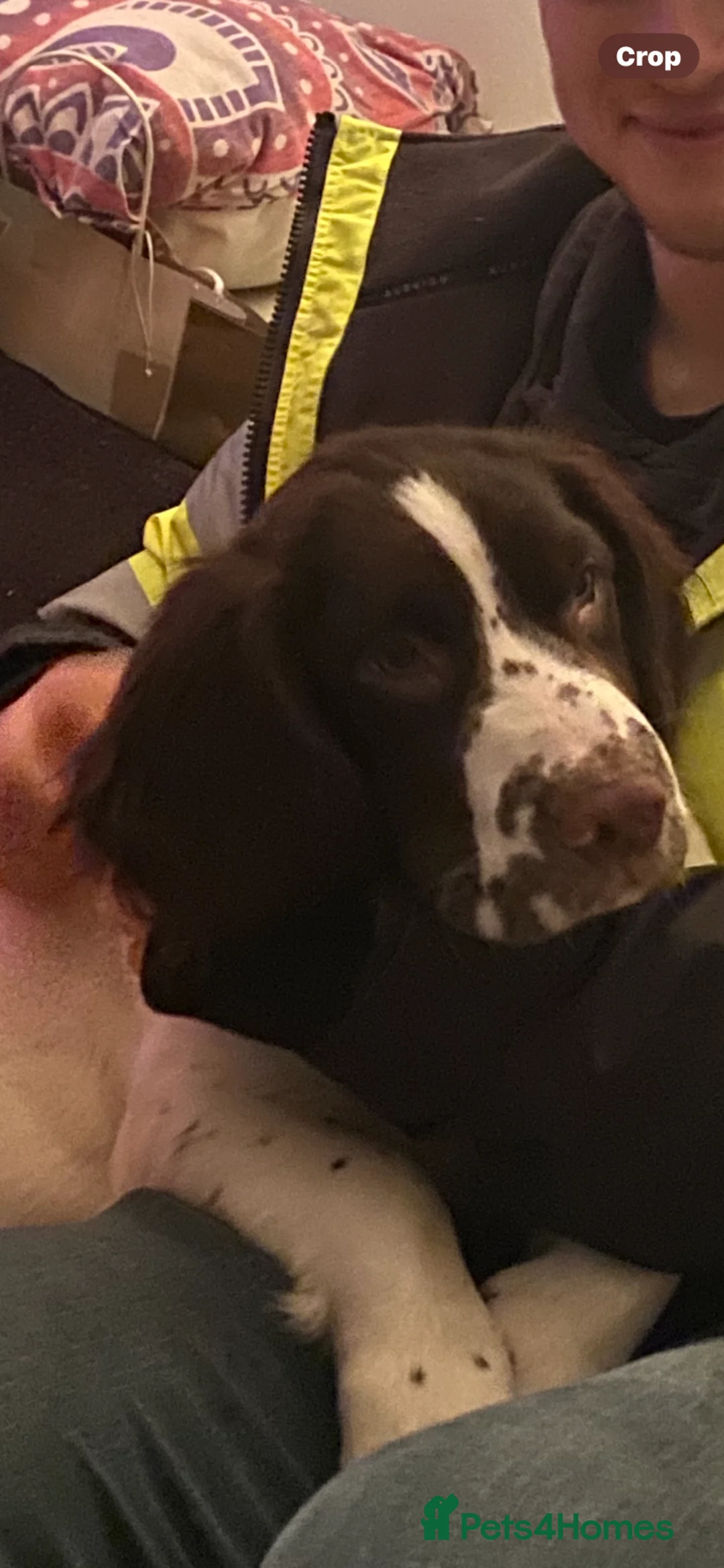 English Springer Spaniel dogs for sale: English Springer Spaniels Father & Son - Advert 6