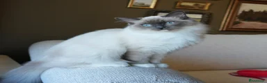 Penelope