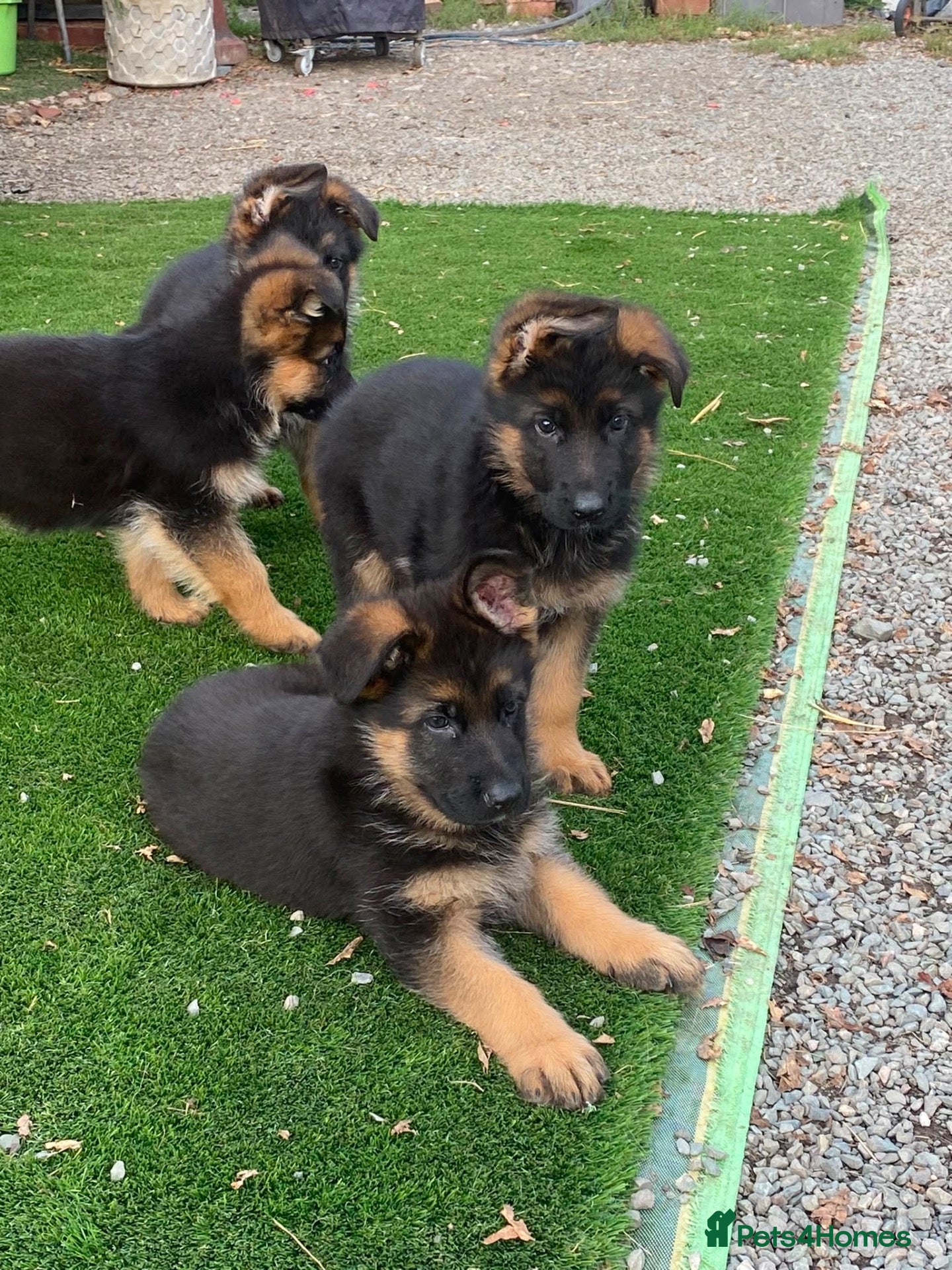 German Shepherd dogs Striking gsd puppies - Advert 3