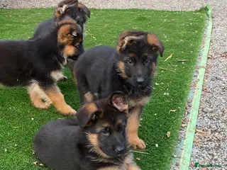 German Shepherd dogs Striking gsd puppies - Advert 3