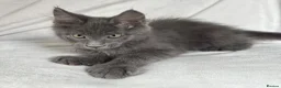 Maine Coon cats for sale: Reduced! TICA Maine Coon Kittens active possible  - Advert 22