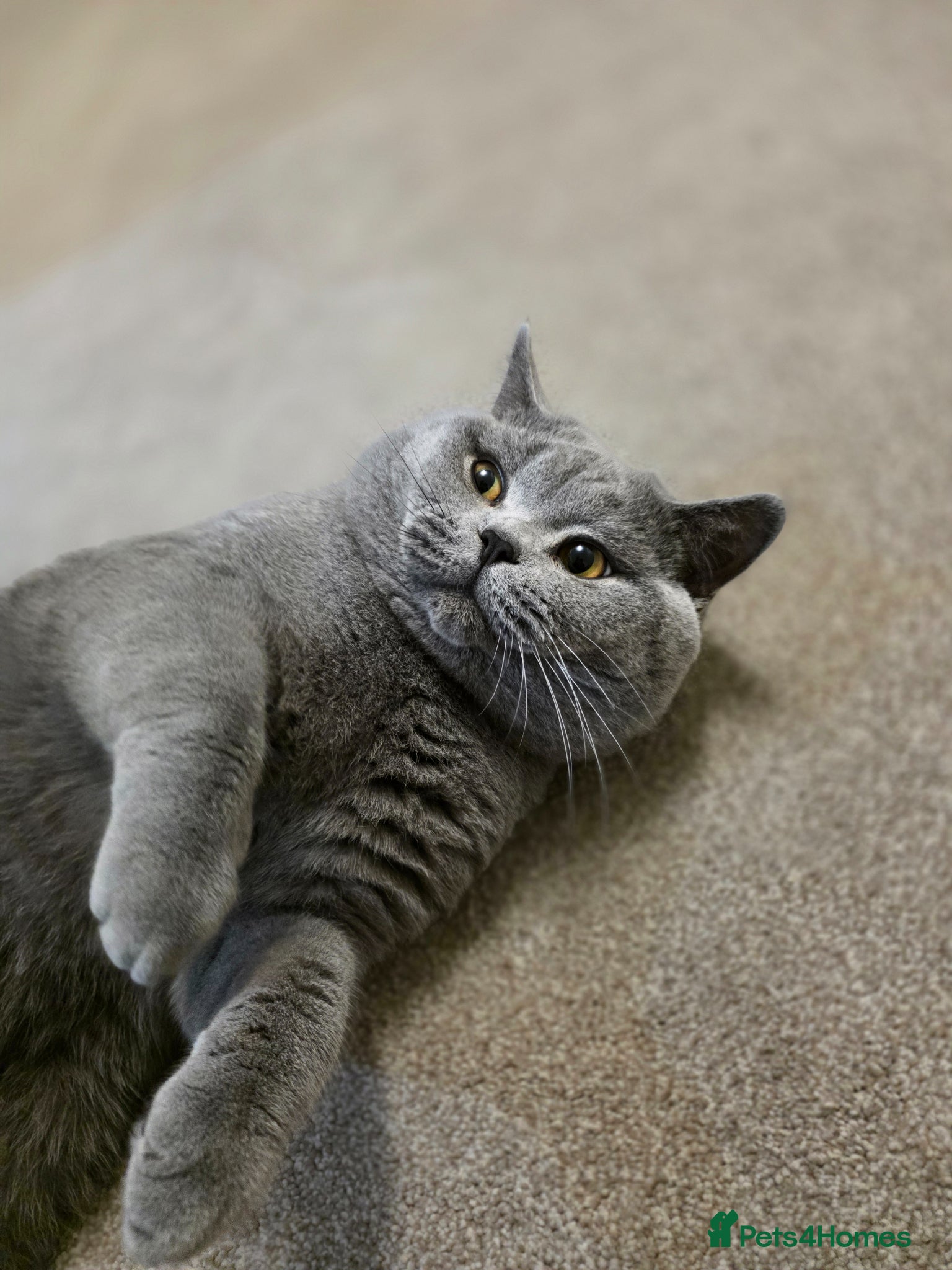 British Shorthair cats Beautiful lilac British shorthair x scottish fold  - Advert 2