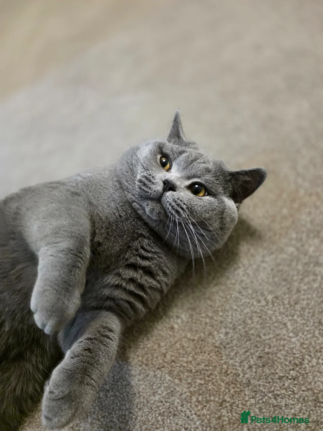 British Shorthair cats for sale: Beautiful lilac British shorthair x scottish fold  - Advert 1