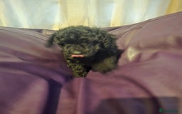 Mixed Breed dogs for sale: Poodles cross patterdale boy pupies - Advert 6