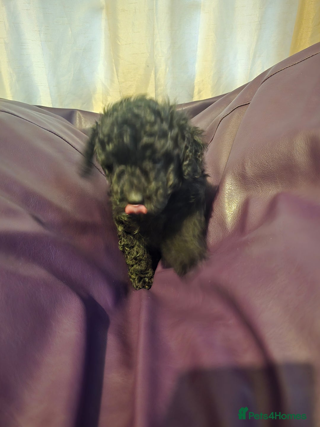 Mixed Breed dogs for sale: Poodles cross patterdale boy pupies - Advert 6