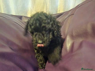 Mixed Breed dogs Poodles cross patterdale boy pupies - Advert 14