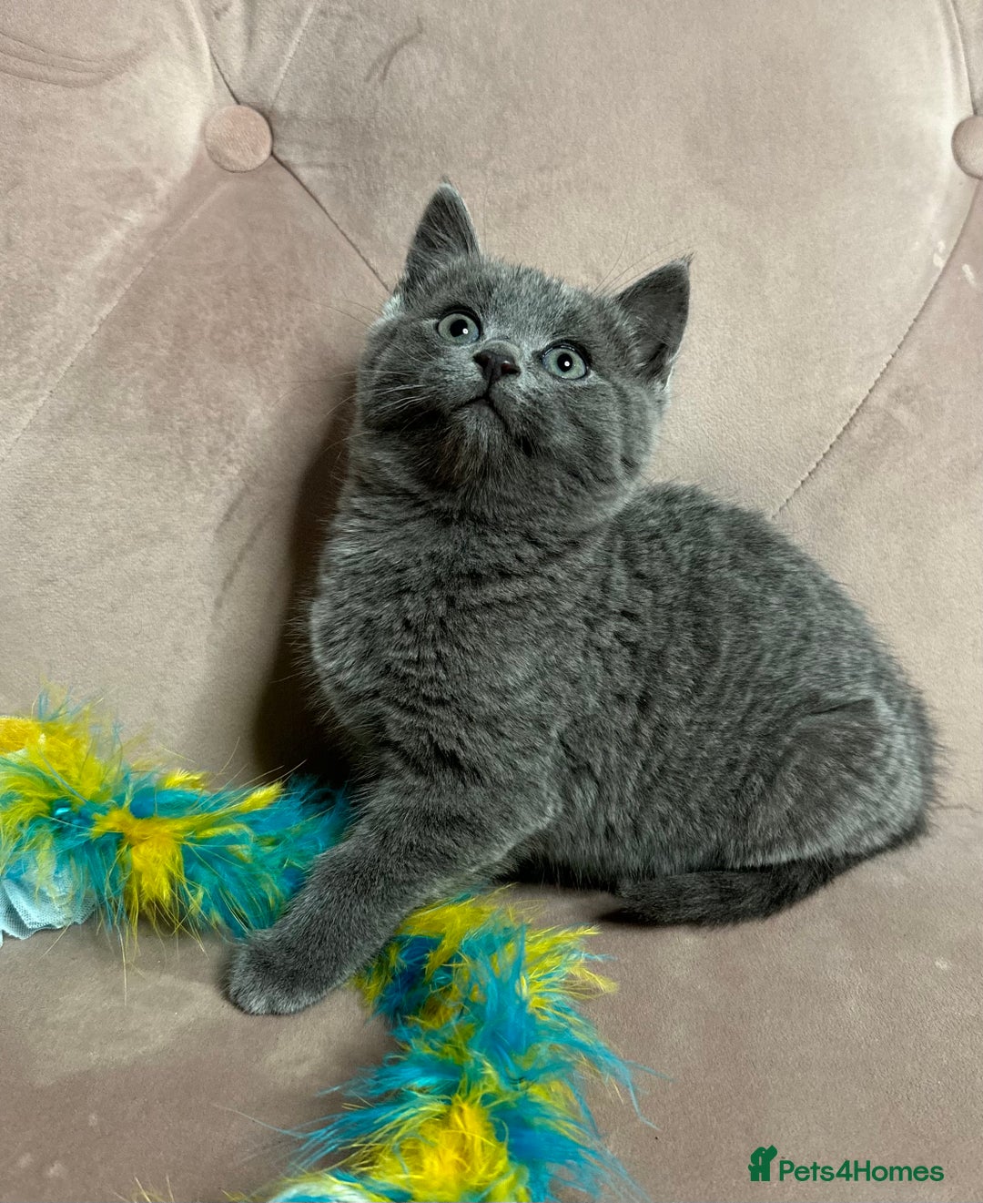 Russian Blue cats for sale: Last gorgeous male Russian blue  - Advert 5