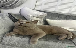 British Shorthair cats for sale: British Lilac Chunky Short Hair Cat for Sale 🐾 - Image 5