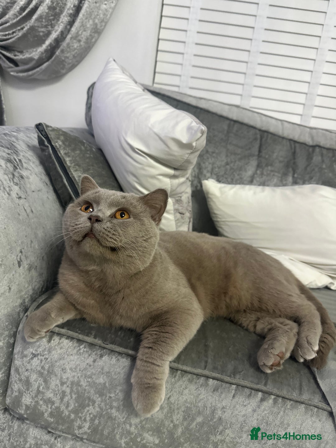 British Shorthair cats for sale: British Lilac Chunky Short Hair Cat for Sale 🐾 - Image 5