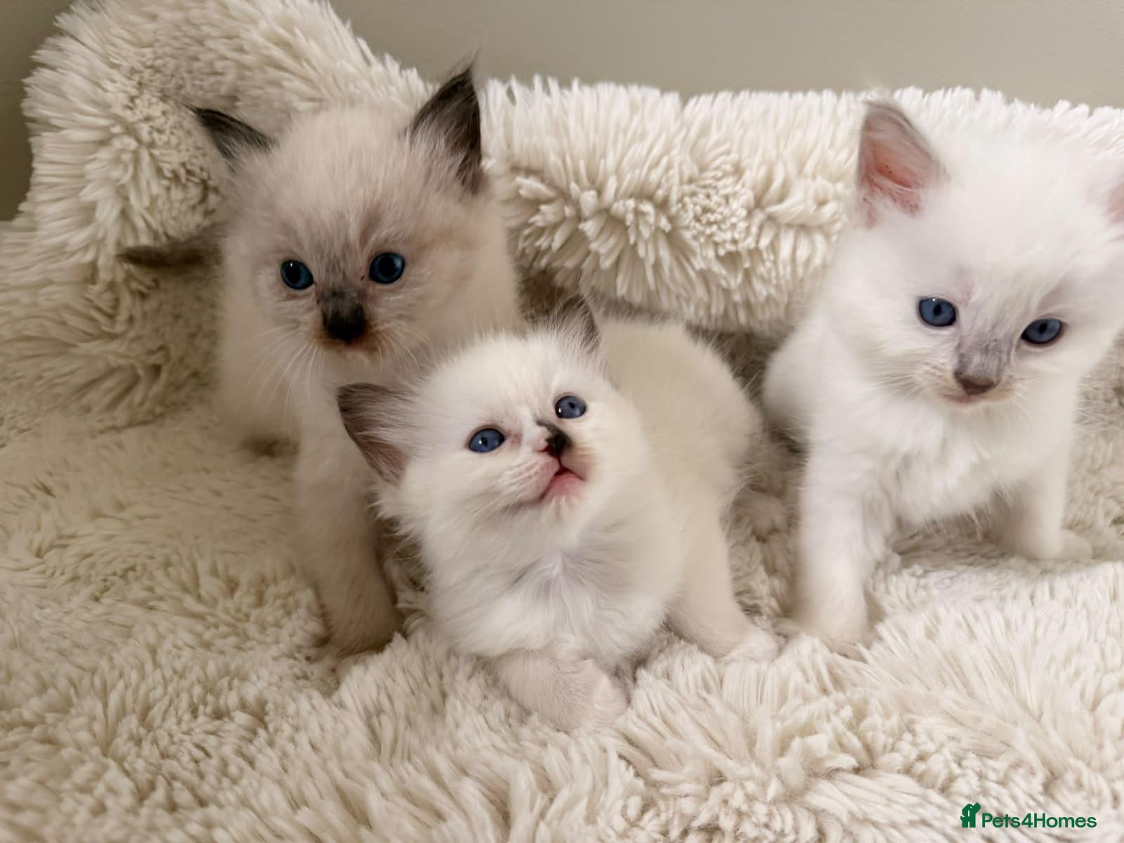 Ragdoll cats 3 beautiful ragdoll babies! - Advert 2