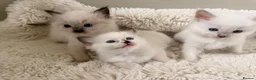 Ragdoll cats for sale: 3 beautiful ragdoll babies! - Advert 1