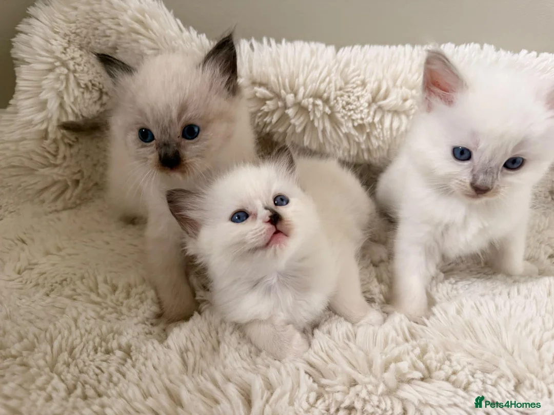 Ragdoll cats for sale: 3 beautiful ragdoll babies! - Advert 1