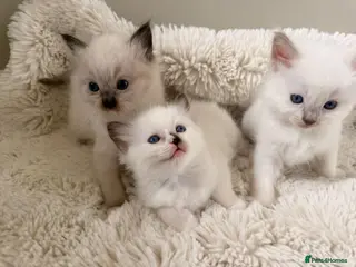 Ragdoll cats 3 beautiful ragdoll babies! - Advert 2