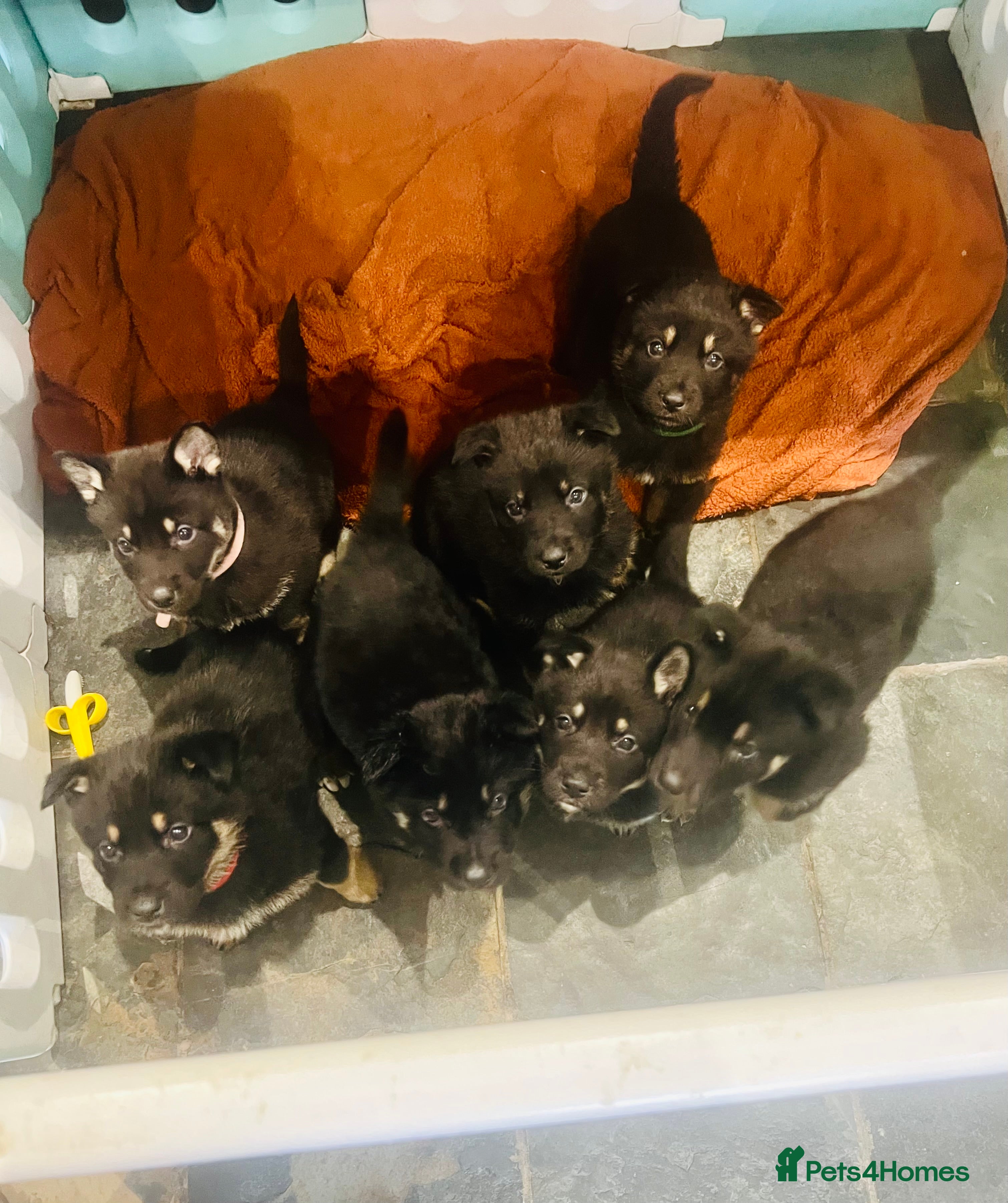 Mixed Breed dogs German Shepherd/Alaskan Malamute Puppies - Advert 6