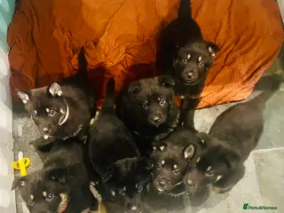 Mixed Breed dogs German Shepherd/Alaskan Malamute Puppies - Advert 3