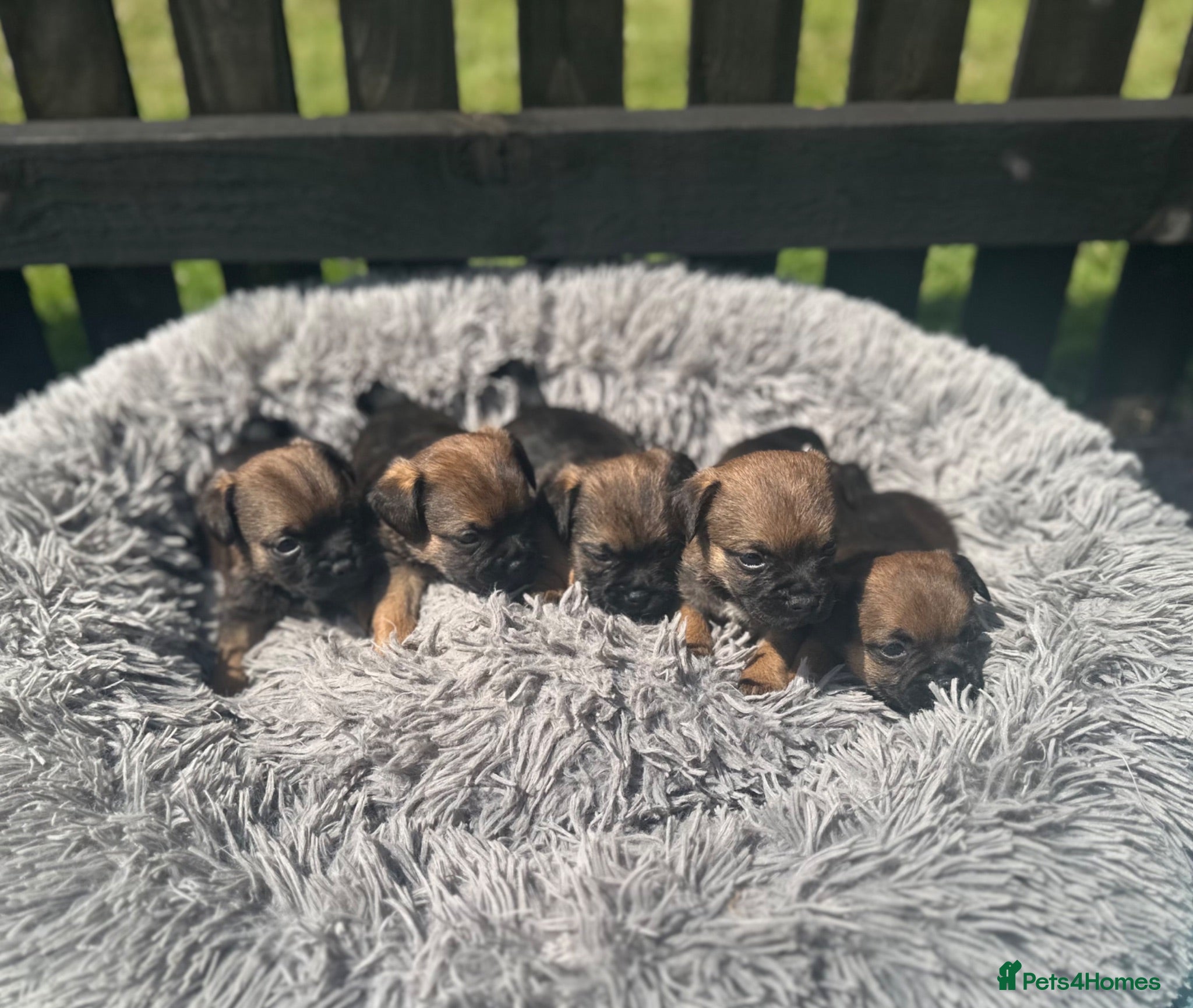 Border Terrier dogs KC Border Terrier puppies (SLEM Clear) - Advert 1
