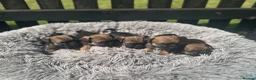 Border Terrier dogs for sale: KC Border Terrier puppies (SLEM Clear) - Advert 1