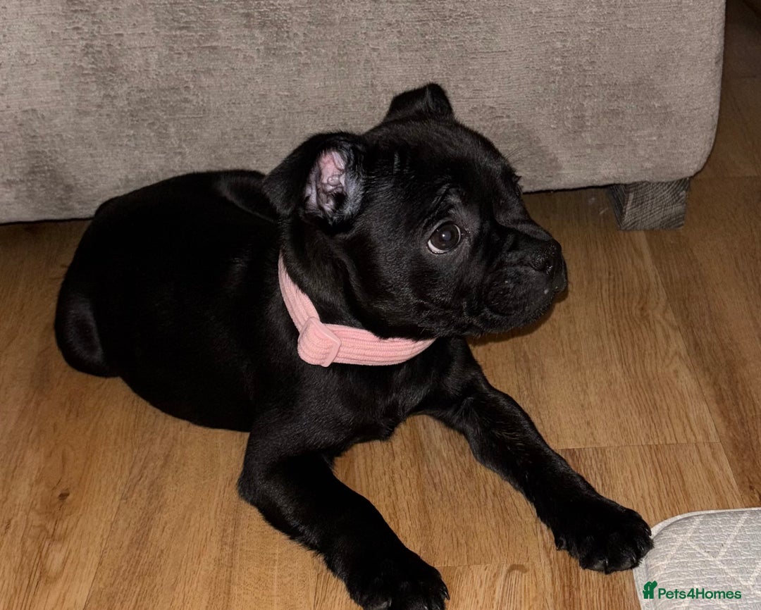 Staffordshire Bull Terrier dogs for sale: 9 week old girl looking for home - Advert 1