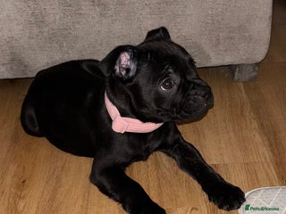 Staffordshire Bull Terrier dogs 9 week old girl looking for home - Advert 1