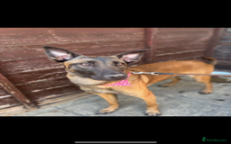 Belgian Shepherd Dog dogs for sale: Cali is looking for her forever home  - Image 2