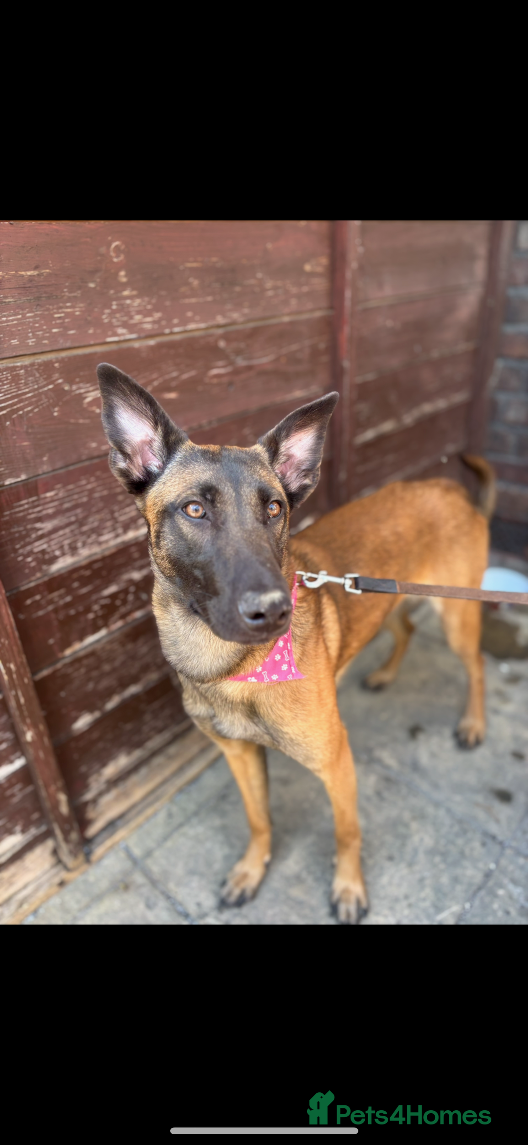 Belgian Shepherd Dog dogs for sale: Cali is looking for her forever home  - Image 2