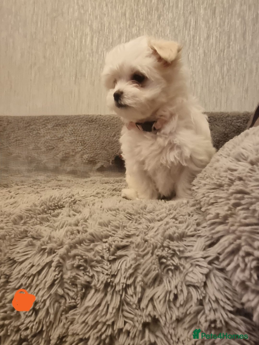 Maltese dogs for sale: Adorable Maltese Puppies Ready for Love. - Advert 14