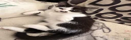 Mixed Breed cats for sale: Tuxedo kitten   - Advert 3