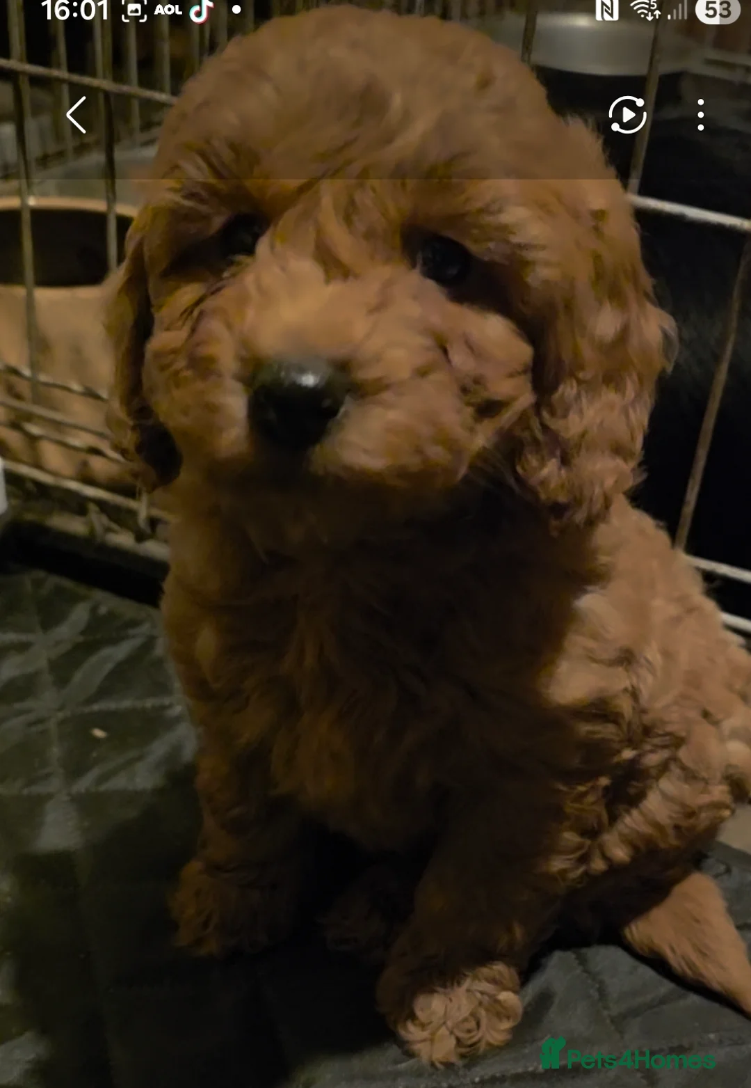 Cockapoo dogs for sale: Gorgeous fox red small cockapoos - Advert 3