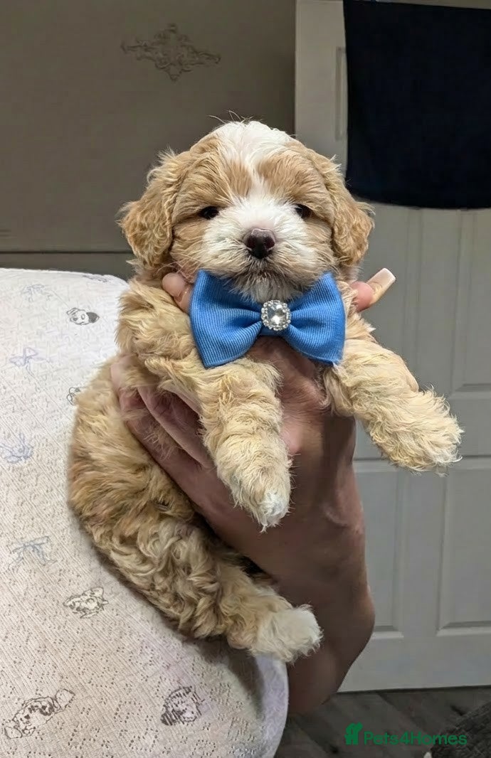 Maltipoo dogs 💫TOP QUALITY LUXURY F1 MALTIPOO LAST BOY❗🩵 - Advert 2