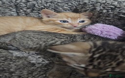 Bengal cats for sale: Ginger Kitten For Sale - Image 2