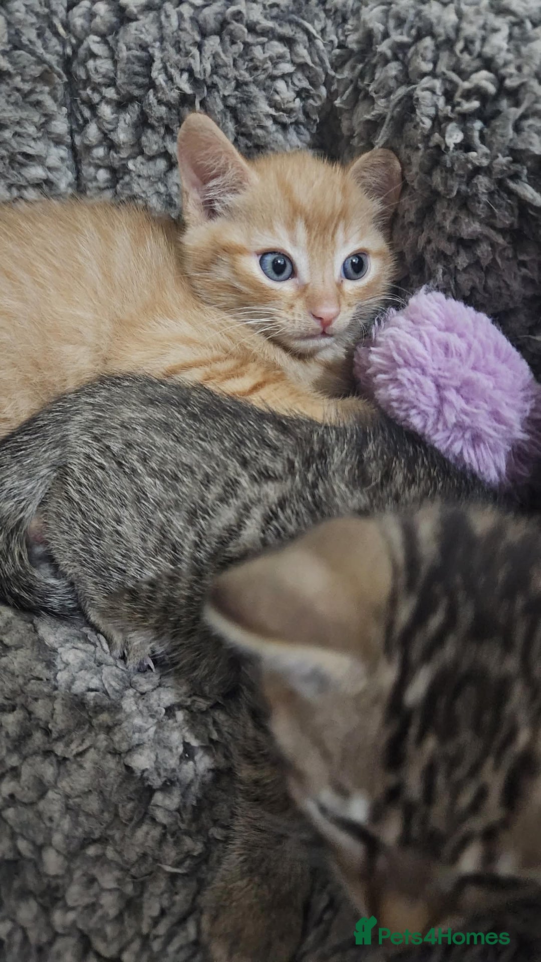 Bengal cats for sale: Ginger Kitten For Sale - Image 2