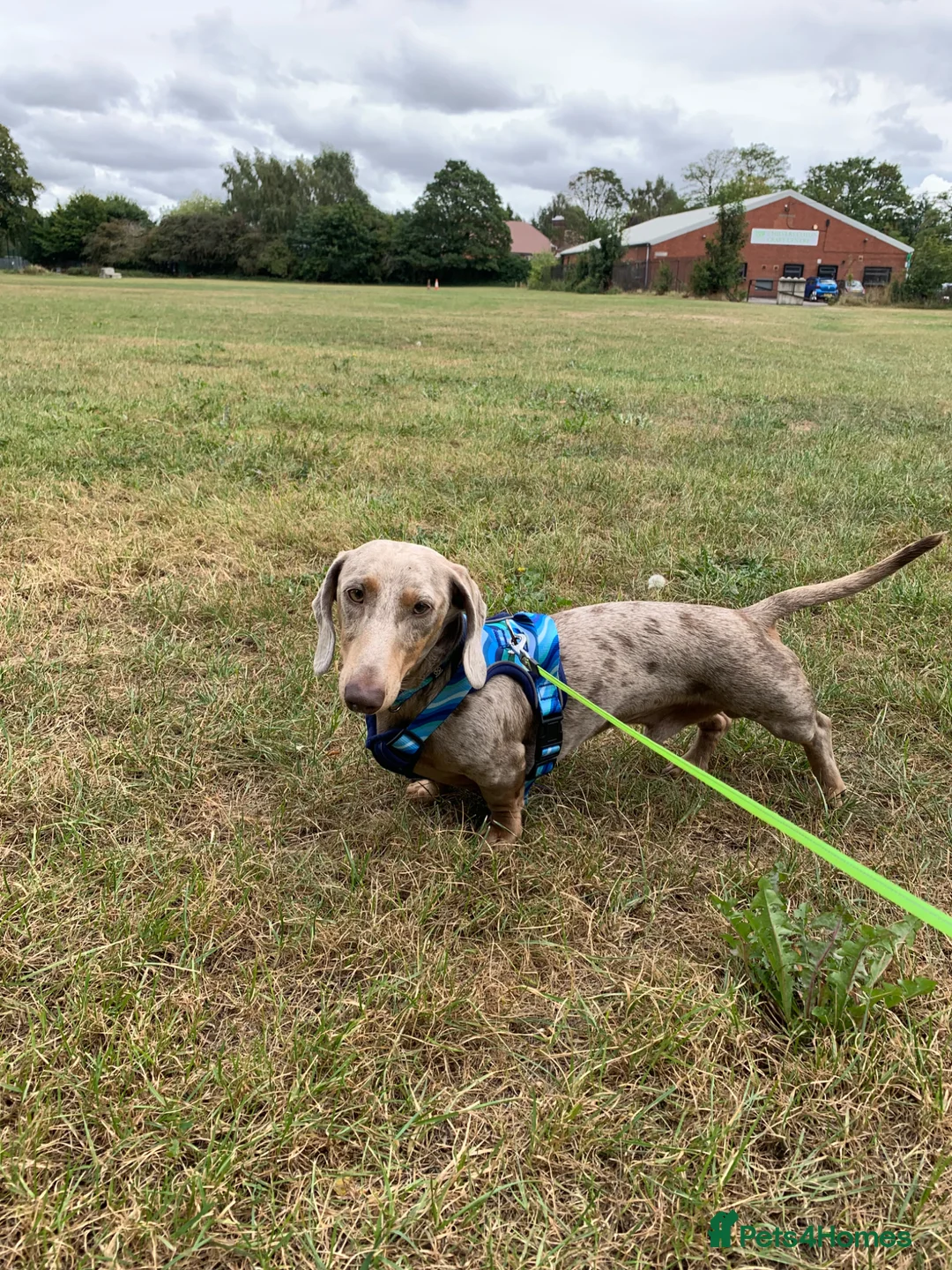 Dachshund dogs for sale: Male dachound in Nuneaton - Advert 1