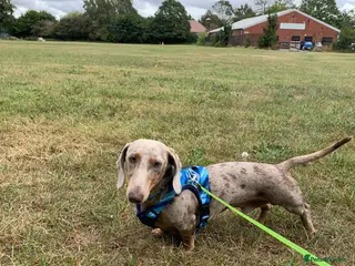 Dachshund dogs Male dachound - Advert 7