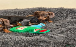 Miniature Dachshund dogs for sale: Miniature dachshunds puppys  - Image 2