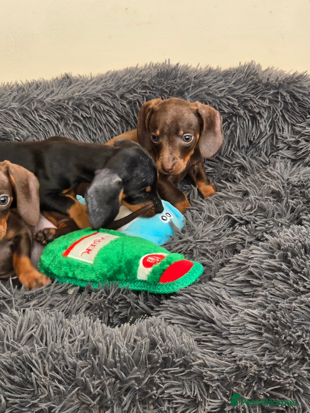 Miniature Dachshund dogs for sale: Miniature dachshunds puppys  - Image 2