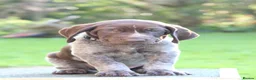 German Shorthaired Pointer dogs for sale: Last two remaining... in York - Advert 11