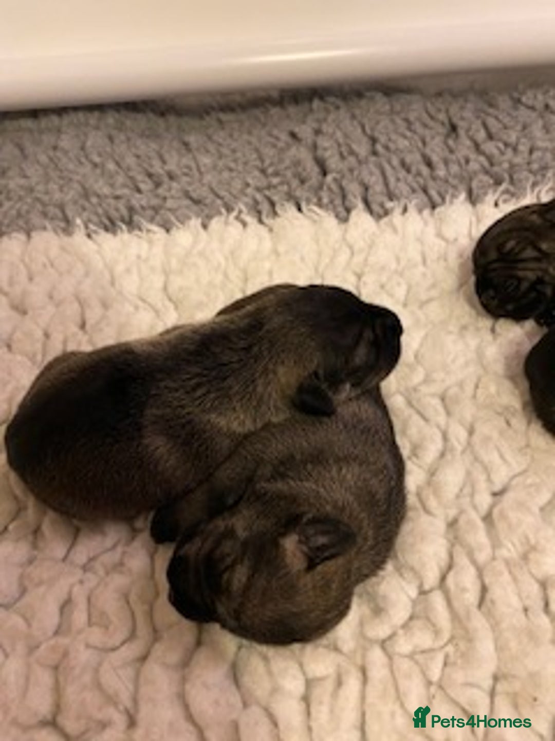 Schnauzer dogs for sale: Kennel Club registered puppies  - Advert 4