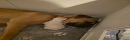 American Bulldog dogs for sale: American bull.dog puppies  in Wigan - Advert 27