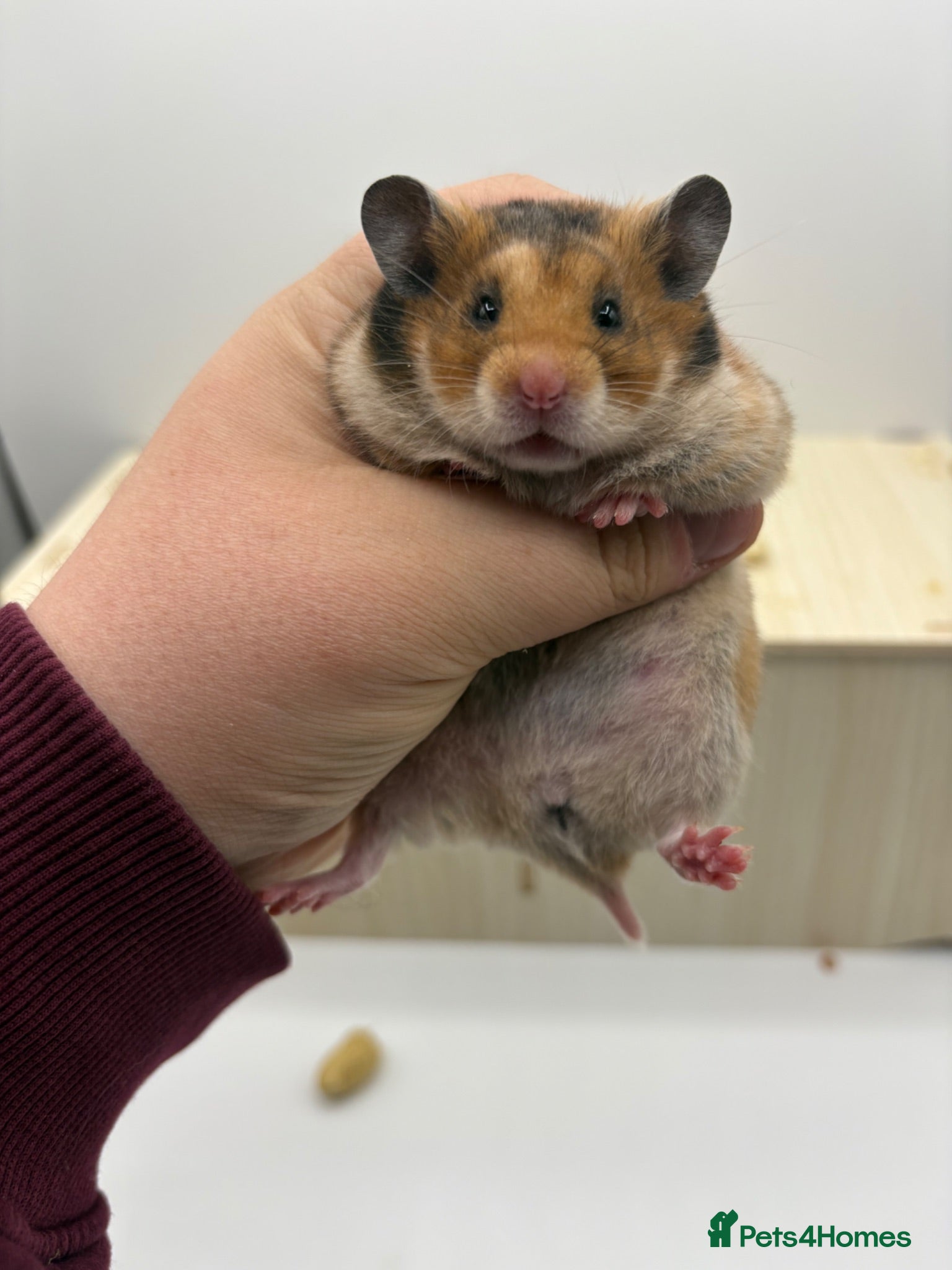 Hamster rodents Pedigree Syrian hamster pups  - Advert 2