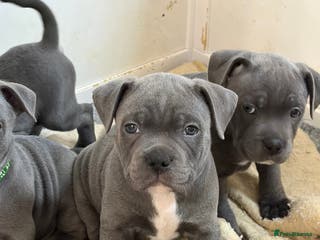 Staffordshire Bull Terrier dogs Pure Pedigree Blue Staffie Pups - Advert 16