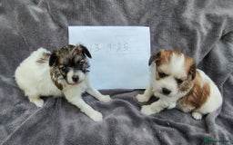 Mixed Breed dogs for sale: Beautiful Unique Puppies - Image 1