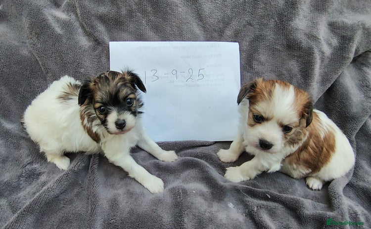 Mixed Breed dogs - Advert 1