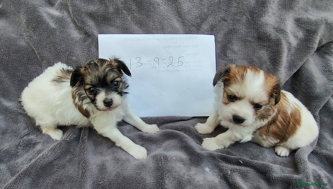 Mixed Breed dogs for sale: Beautiful Unique Puppies - Image 1